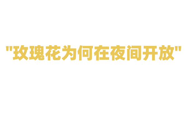 "玫瑰花为何在夜间开放"